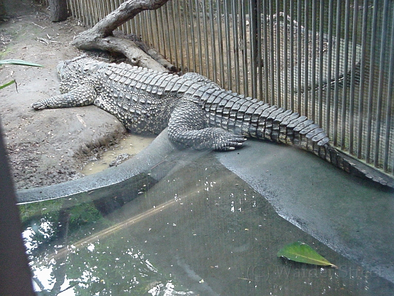 Alligator 1.jpg